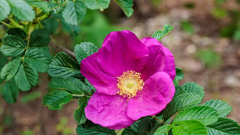 Close-up of a vibrant magenta-pink Japanese rose flower with a golden-yellow center surrounded by serrated green leaves in a sunny garden setting.