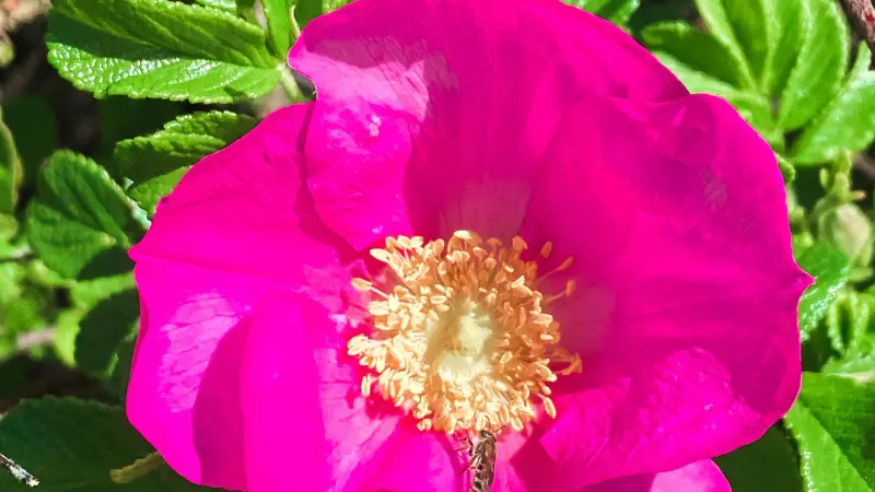 Macro view of a bright pink Japanese rose bloom showing golden-orange stamens, delicate petals, and detailed texture under direct sunlight.