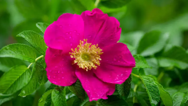 Vivid magenta Japanese rose flower with golden-yellow stamens and water droplets resting on petals among green leaves.