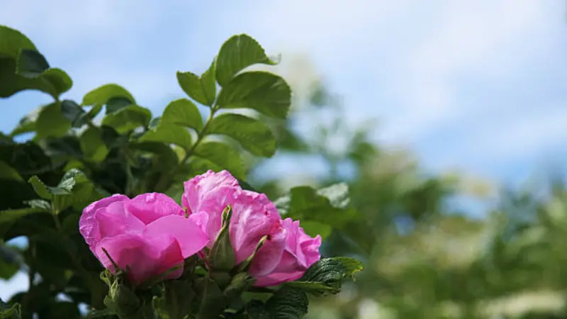 Cluster of pink Japanese rose flowers and buds growing on a leafy branch against a bright blue sky background.