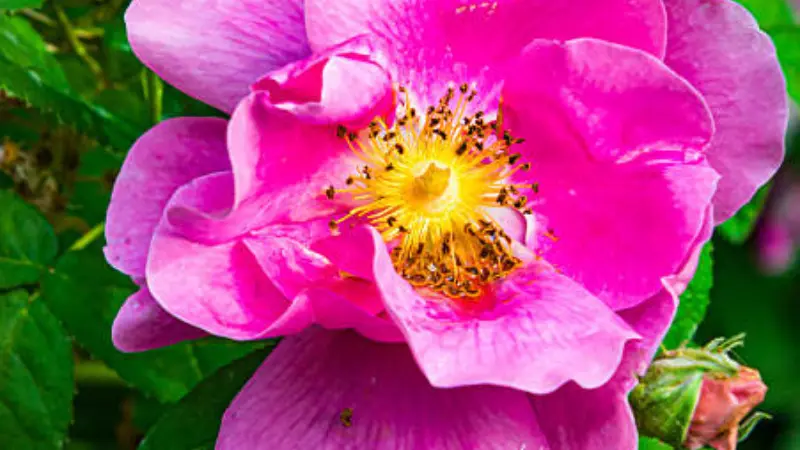 Pink Japanese rose flower with a yellow center attracting a small insect while collecting pollen, surrounded by fresh green foliage.