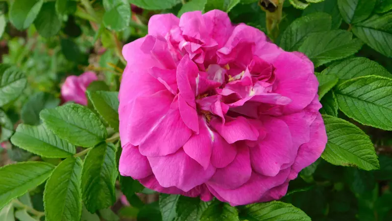 Fully double pink Japanese rose bloom featuring layered ruffled petals and a lush rounded shape without a visible flower center.
