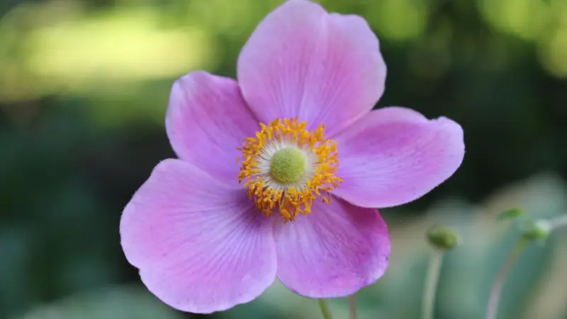 Vivid pink Japanese anemone flower with a yellow-green center surrounded by soft blurred green foliage.