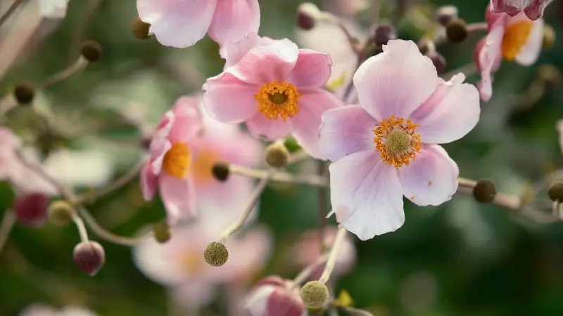 Multiple pink Japanese anemone flowers with orange centers blooming together on delicate branching stems.