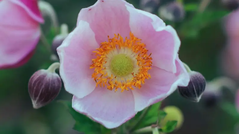 Pale pink Japanese anemone flower with a golden-yellow center surrounded by dark unopened buds.