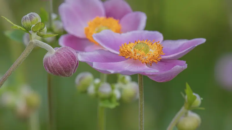 Light purple Japanese anemone flower with an orange center beside a tightly closed magenta bud on slender stems.
