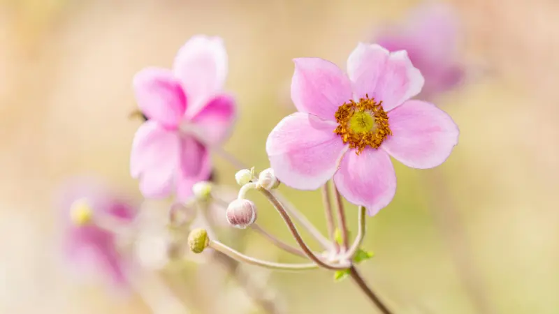 Pink Japanese anemone flowers with orange centers glowing in warm golden light with blurred buds in the background.