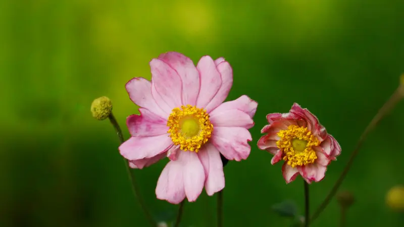 Two pink Japanese anemone flowers with yellow centers blooming beside an unopened bud against a soft green background.
