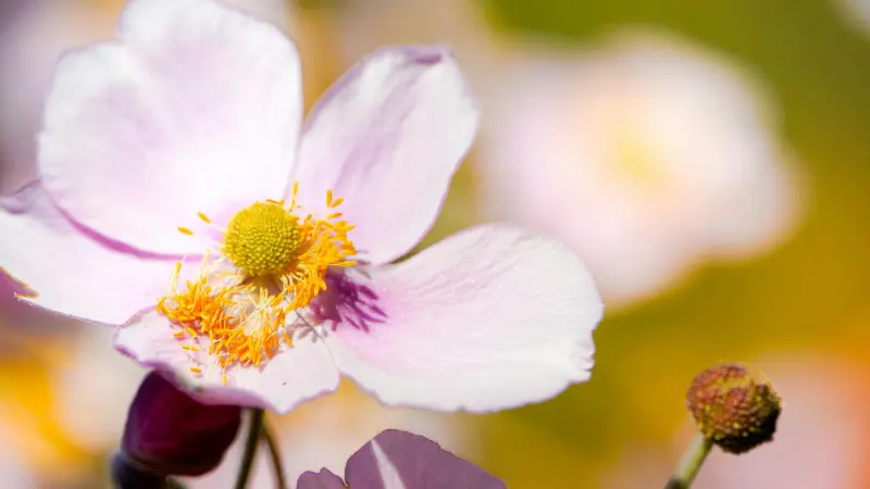 Macro close-up of a pale pink Japanese anemone flower showing bright orange-yellow stamens glowing in golden light.