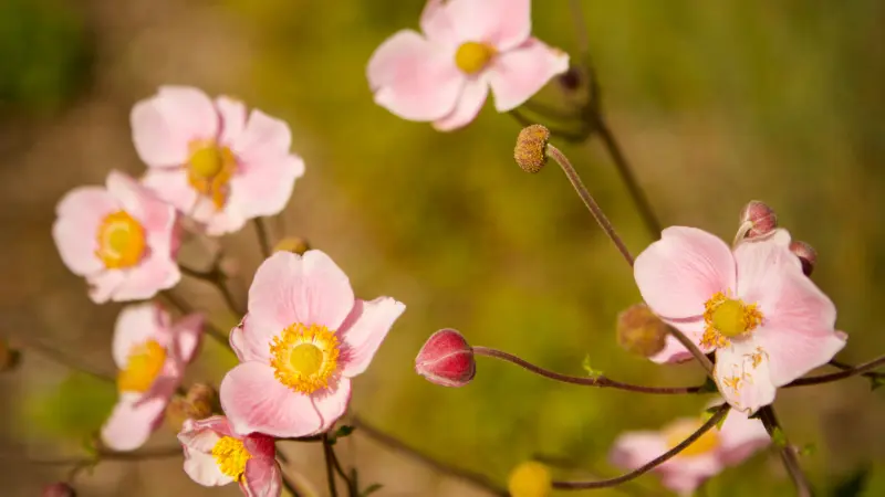 Several pink Japanese anemone flowers with yellow centers and unopened buds growing on slender branching stems in a garden.