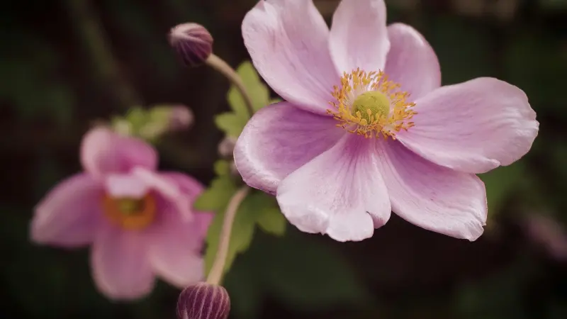 Pale pink-lilac Japanese anemone flower with a yellow-orange center alongside another bloom and a furled bud in the background.