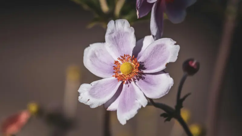 Pale lilac Japanese anemone flower with an orange-yellow center beside an unopened bud, photographed in warm natural sunlight.