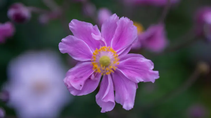 Bright purple-pink Japanese anemone flower with a yellow-orange center blooming against a softly blurred green garden background.