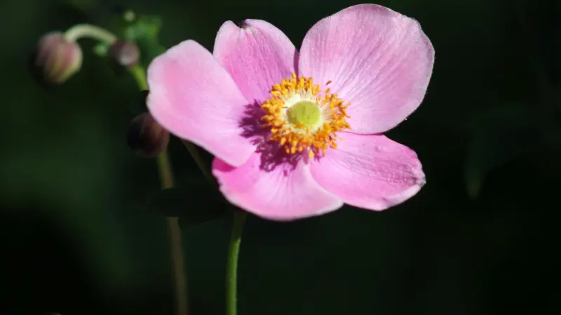 Single pink Japanese anemone flower with a yellow-orange center standing against a dark shadowed background.
