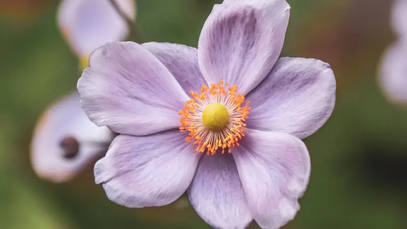 Macro close-up of a pale purple Japanese anemone flower showing bright orange-yellow stamens and soft petals.