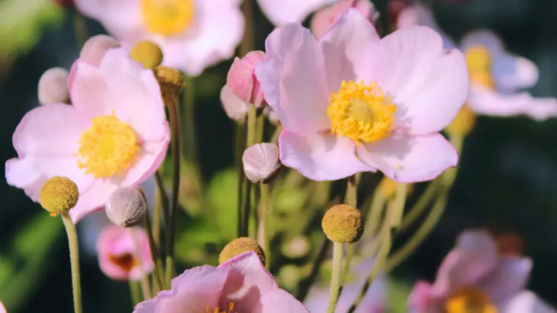 Pink Japanese anemone flowers with yellow centers growing beside rounded green seed pods on thin stems.