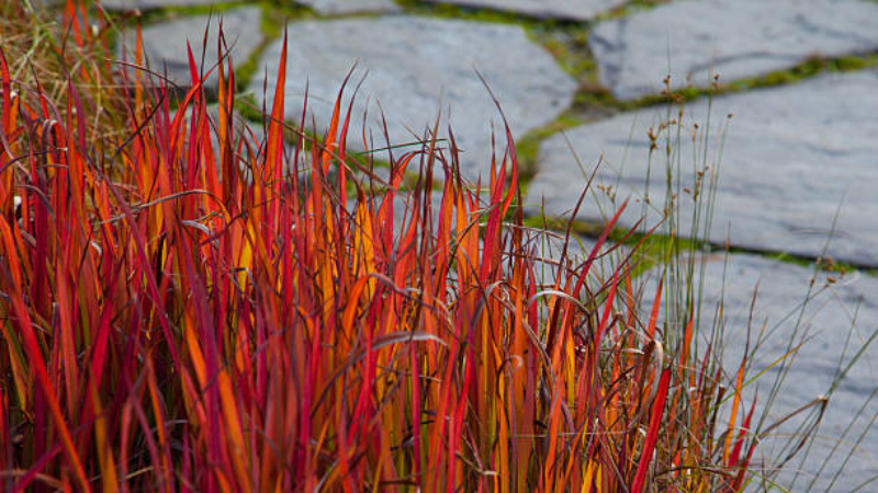 Ornamental Japanese Blood Grass along a garden border