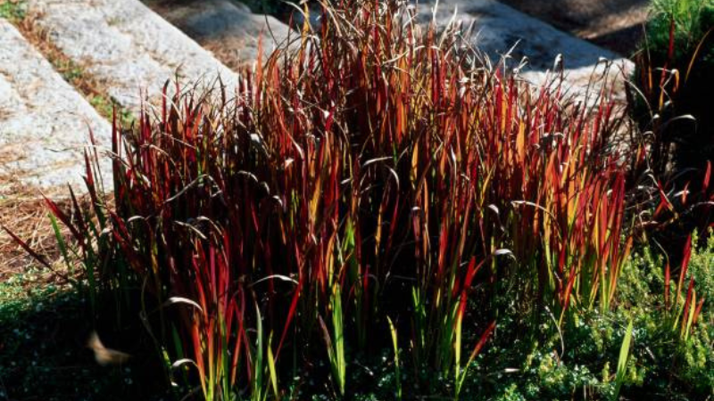 Close-up of vibrant Japanese Blood Grass with red-tipped foliage
