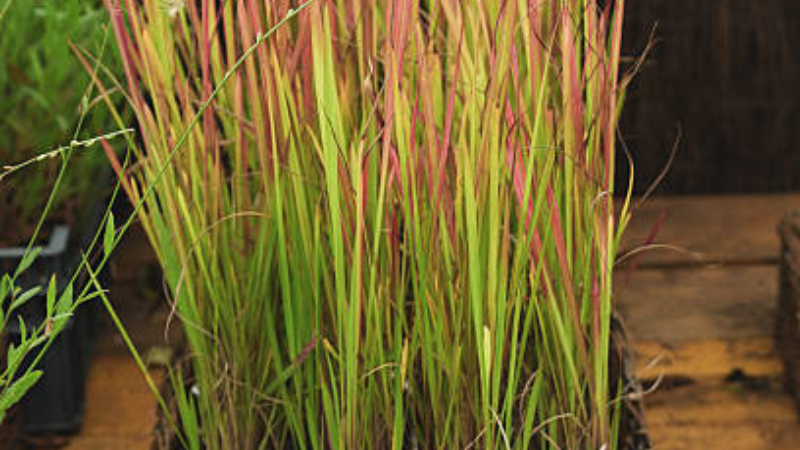 Decorative Japanese Blood Grass with vibrant foliage