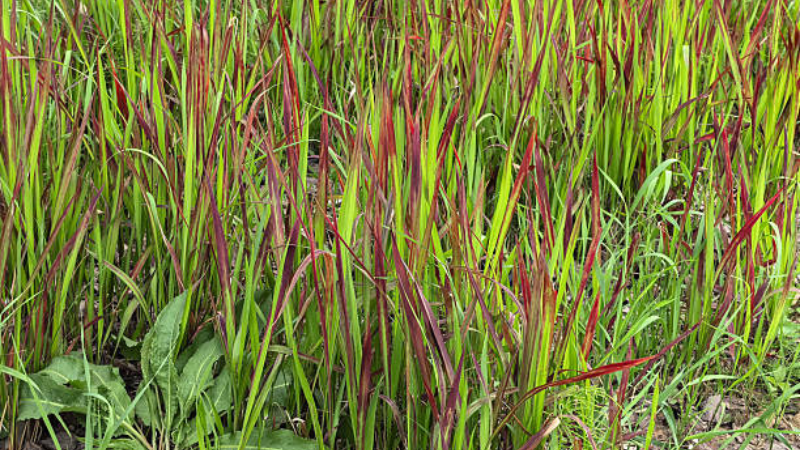 Japanese Blood Grass growing in an outdoor landscape