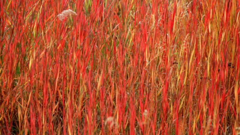 Japanese Blood Grass featured image with vibrant red foliage