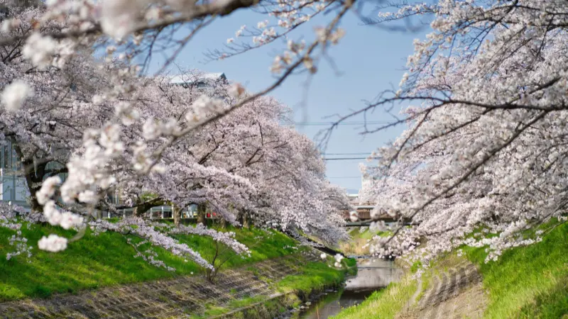 Rows of cherry blossom flower trees arching over a wooden walkway beside a calm reflective canal.