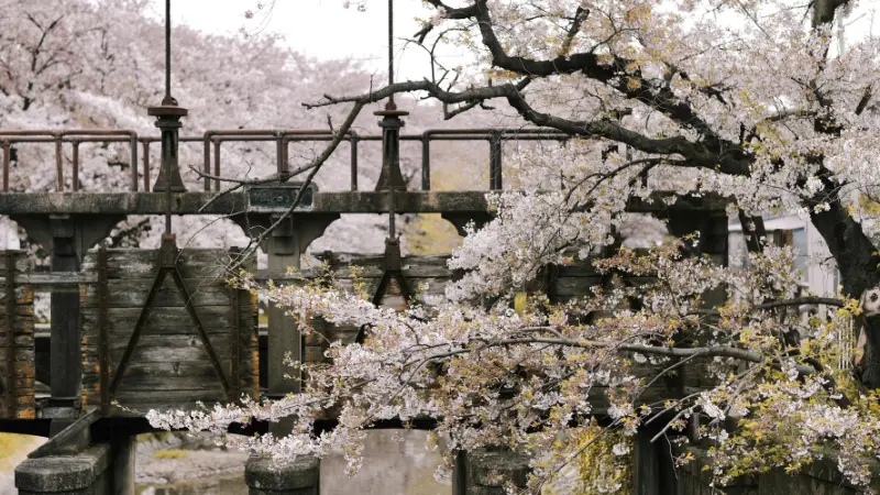 Fallen cherry blossom flower petals scattered across a winding park path lined with rows of blooming trees.