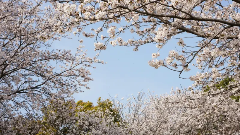People walking beneath a large blooming cherry blossom flower tree covered with delicate pink flowers on a grassy hillside.