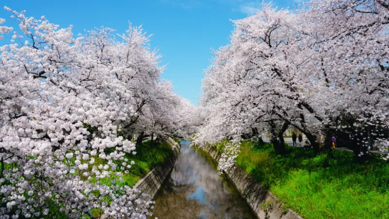 Clusters of white and pale pink cherry blossom flowers blooming on bare branches against a soft overcast sky background.