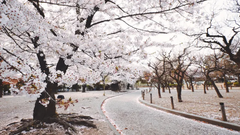 Cherry blossom flower branches hanging above a traditional wooden bridge surrounded by spring scenery.