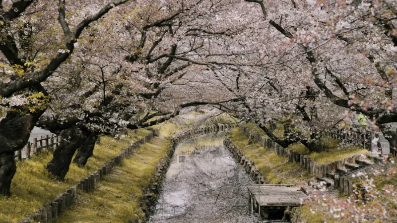 Cherry blossom flower trees creating a pink floral canopy over a grassy path beside a peaceful river.