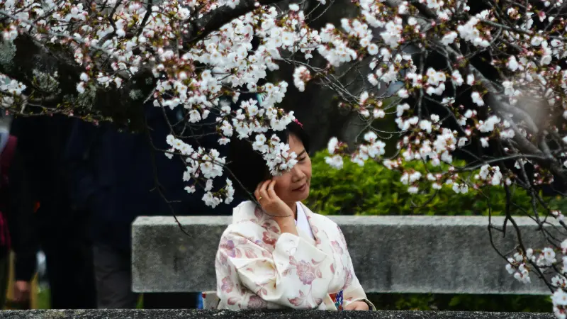 Dense canopy of cherry blossom flowers arching over a park pathway with buildings visible behind.