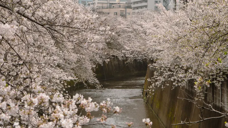 Cherry blossom flower branches framing a traditional Japanese castle with blooming flowers in the background.