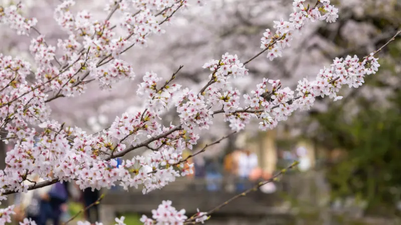 Close-up of a cherry blossom flower branch in sharp focus with a blurred pathway and people in the background.