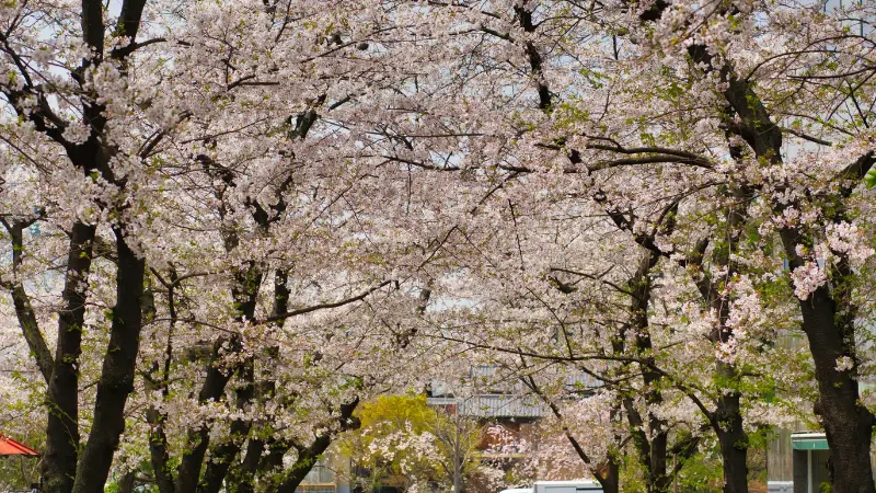Woman wearing a traditional kimono sitting beneath a blooming cherry blossom flower tree surrounded by soft pink flowers.