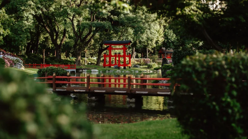 Japanese garden with pond, bridge, and maple trees
