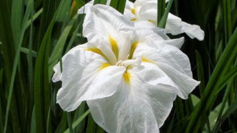 White Japanese iris flower with a yellow center blooming among fresh green leaves.