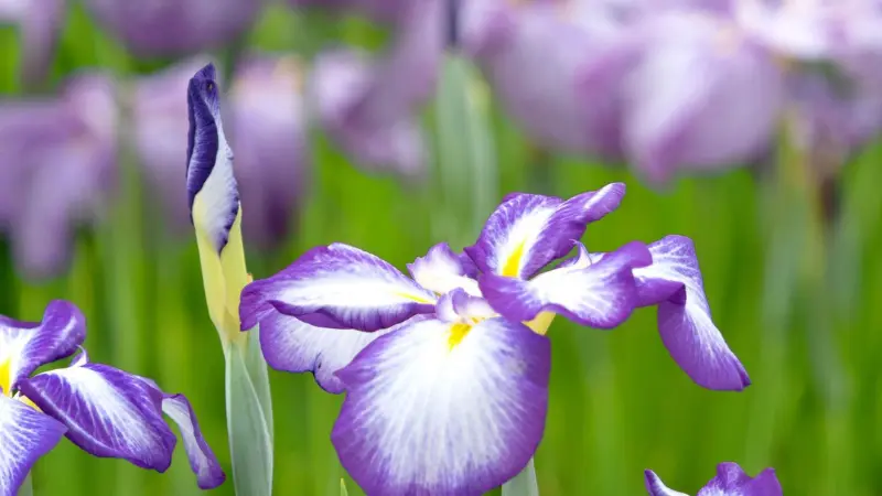 Purple and white Japanese iris bud beginning to open among tall green foliage.