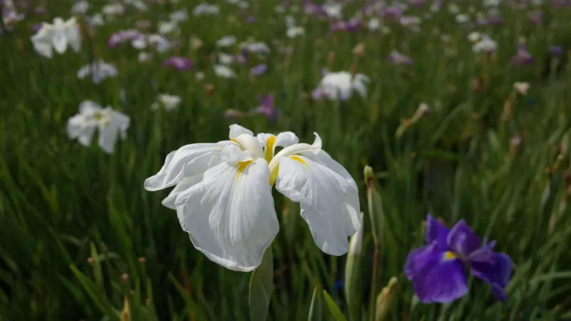 Mixed field of white and purple Japanese iris flowers blooming together in a natural meadow.