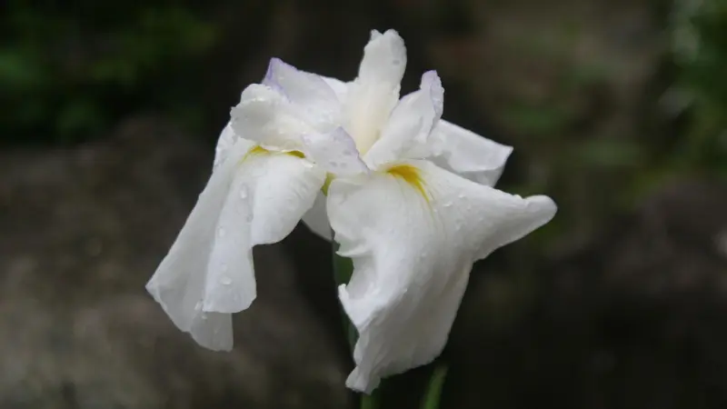 White Japanese iris flower covered with raindrops against a dark blurred background.