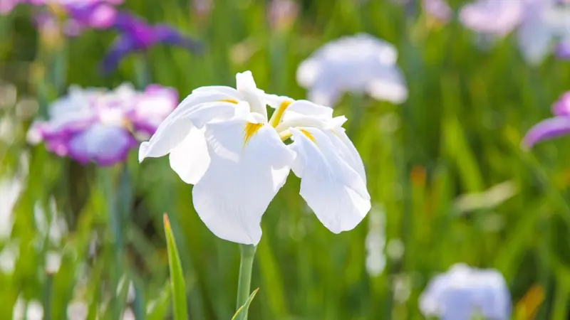 White Japanese iris flower in sharp focus with colorful iris blooms softly blurred behind.