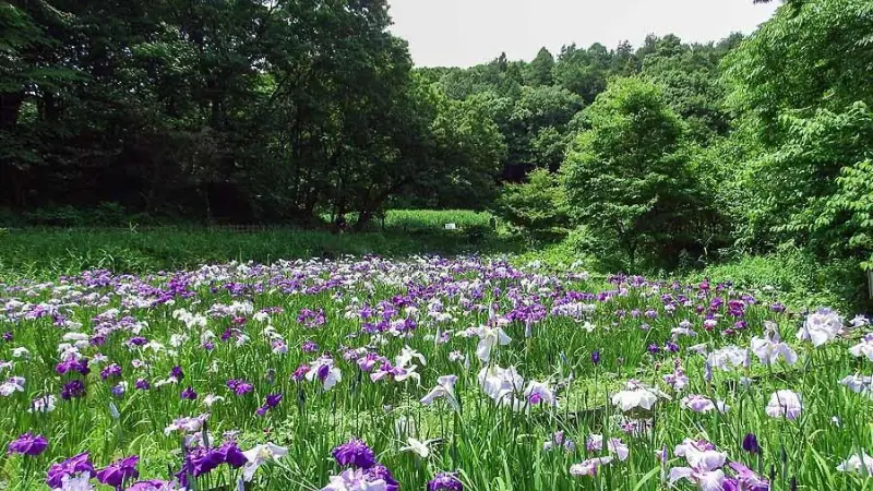 Wide meadow filled with purple and white Japanese iris flowers bordered by dense forest.