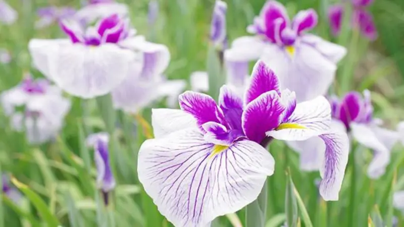 Cluster of purple and white Japanese iris flowers with detailed veined petals blooming in a green field.