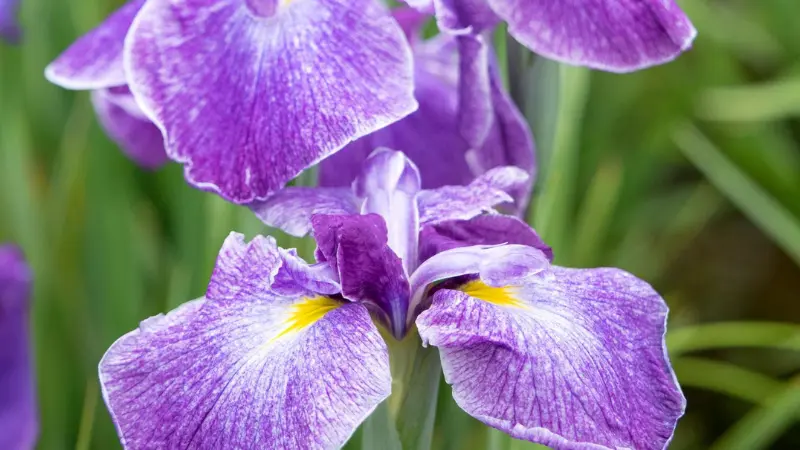 Close-up of a deep purple Japanese iris flower showing white markings and a bright yellow throat.