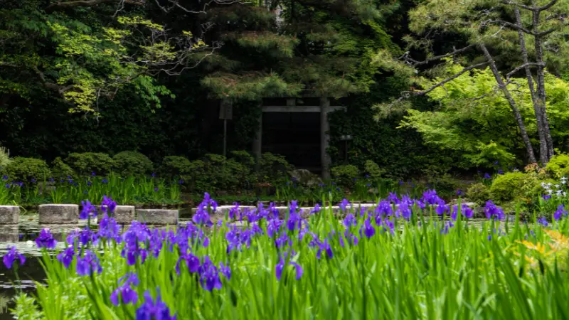 Field of purple Japanese iris flowers growing beside a pond surrounded by a wooded garden landscape.