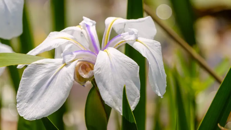 White Japanese iris flower with purple streaks and yellow details growing among green reed-like leaves.