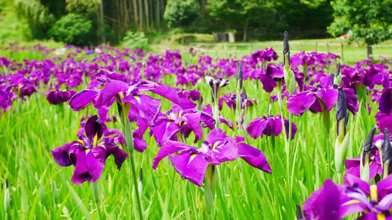 Wide meadow filled with dense purple Japanese iris flowers surrounded by green grass and foliage.
