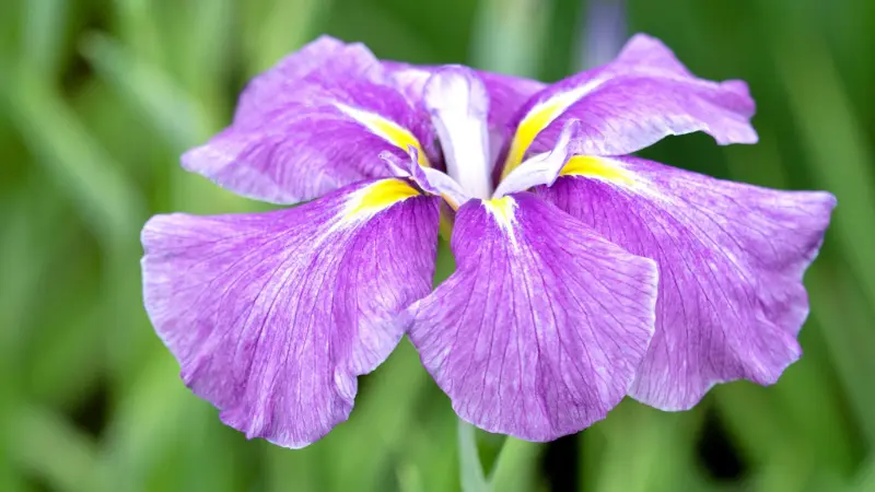 Close-up of purple Japanese iris petals showing white and yellow striped patterns in detail.
