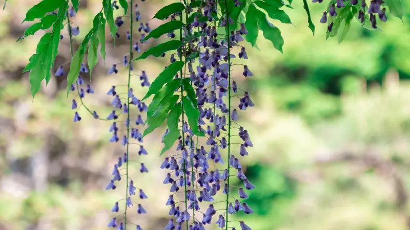 Small purple Japanese Wisteria Flowers clusters hanging beneath broad green leaves on a climbing vine.