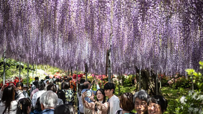 People walking through a beautiful tunnel of hanging purple Japanese Wisteria Flowers in a blooming garden.